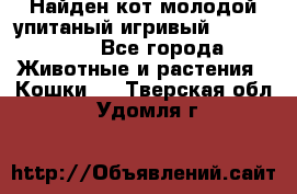 Найден кот,молодой упитаный игривый 12.03.2017 - Все города Животные и растения » Кошки   . Тверская обл.,Удомля г.